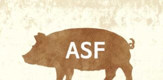 ikona ASF