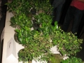 alytus_2013-029