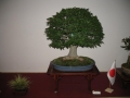 alytus_2013-033