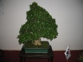 alytus_2013-035