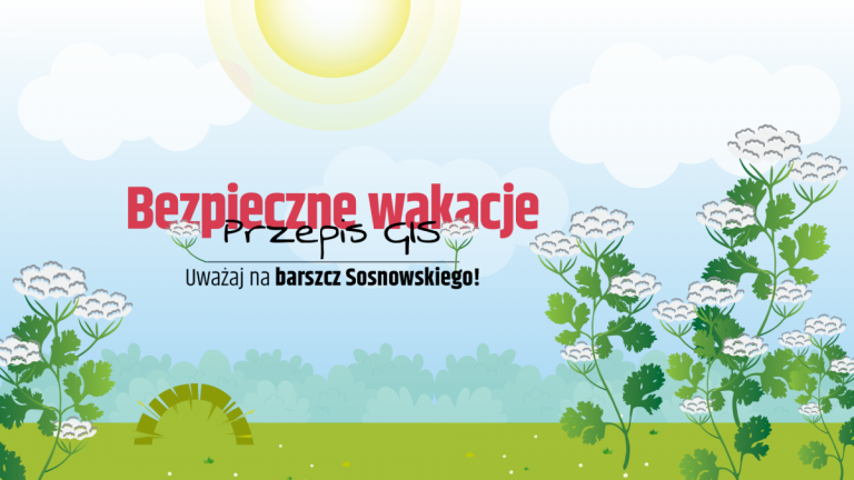 Uważaj na barszcz Sosnowskiego!