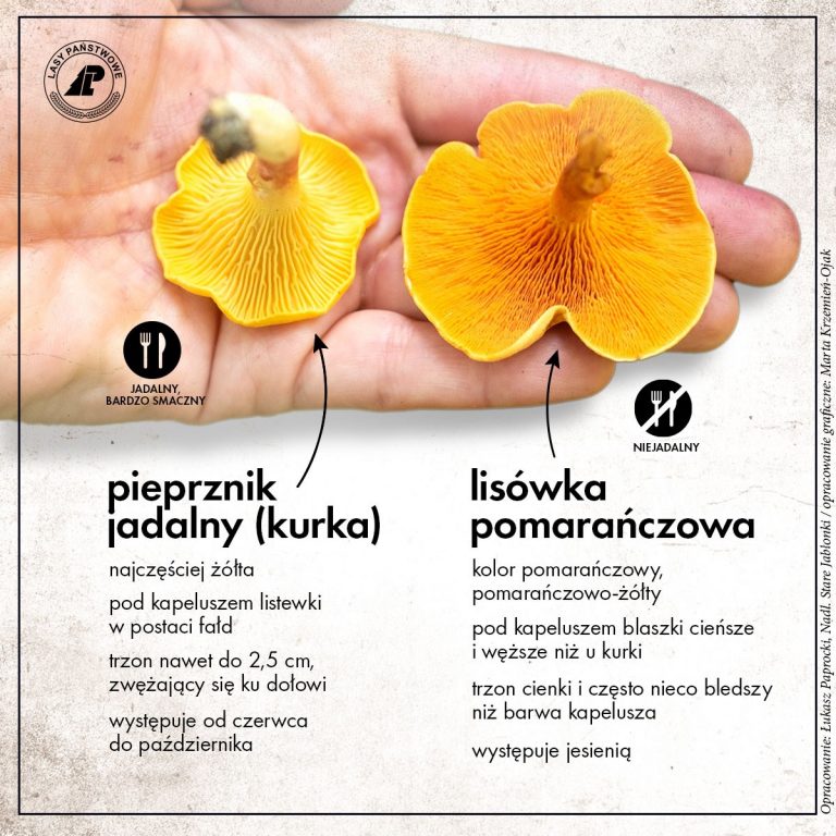 Bezpieczne grzybobranie to podstawa!