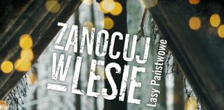 zanocuj w lesie logo