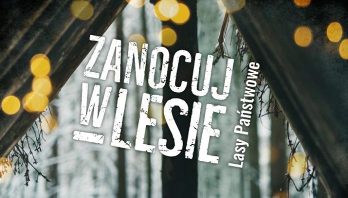 zanocuj w lesie logo