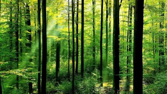 Międzynarodowy Dzień Lasów 2022