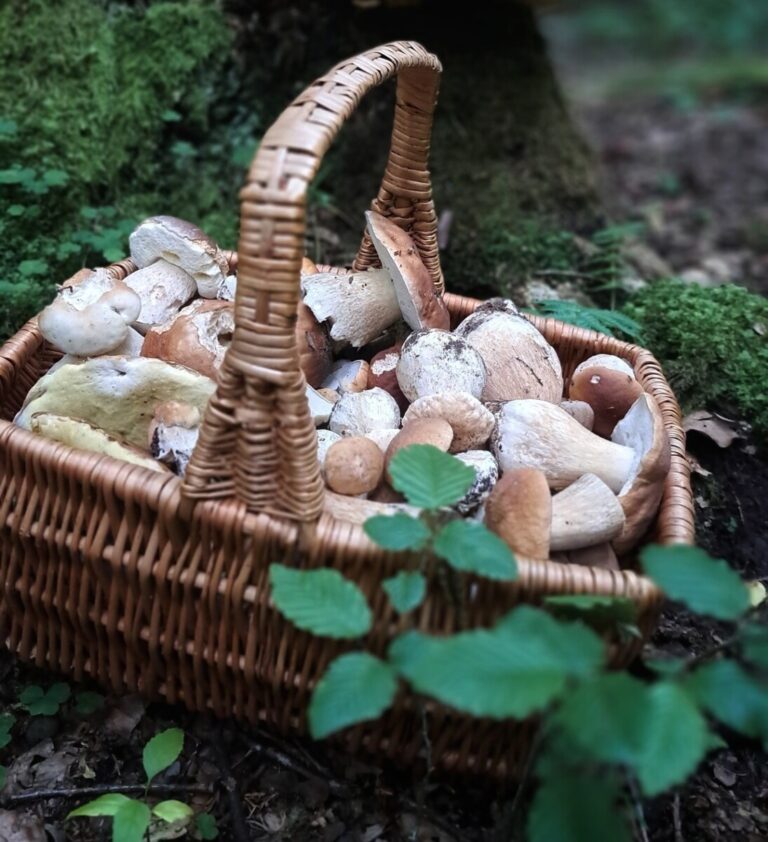 Poradnictwo grzybowe